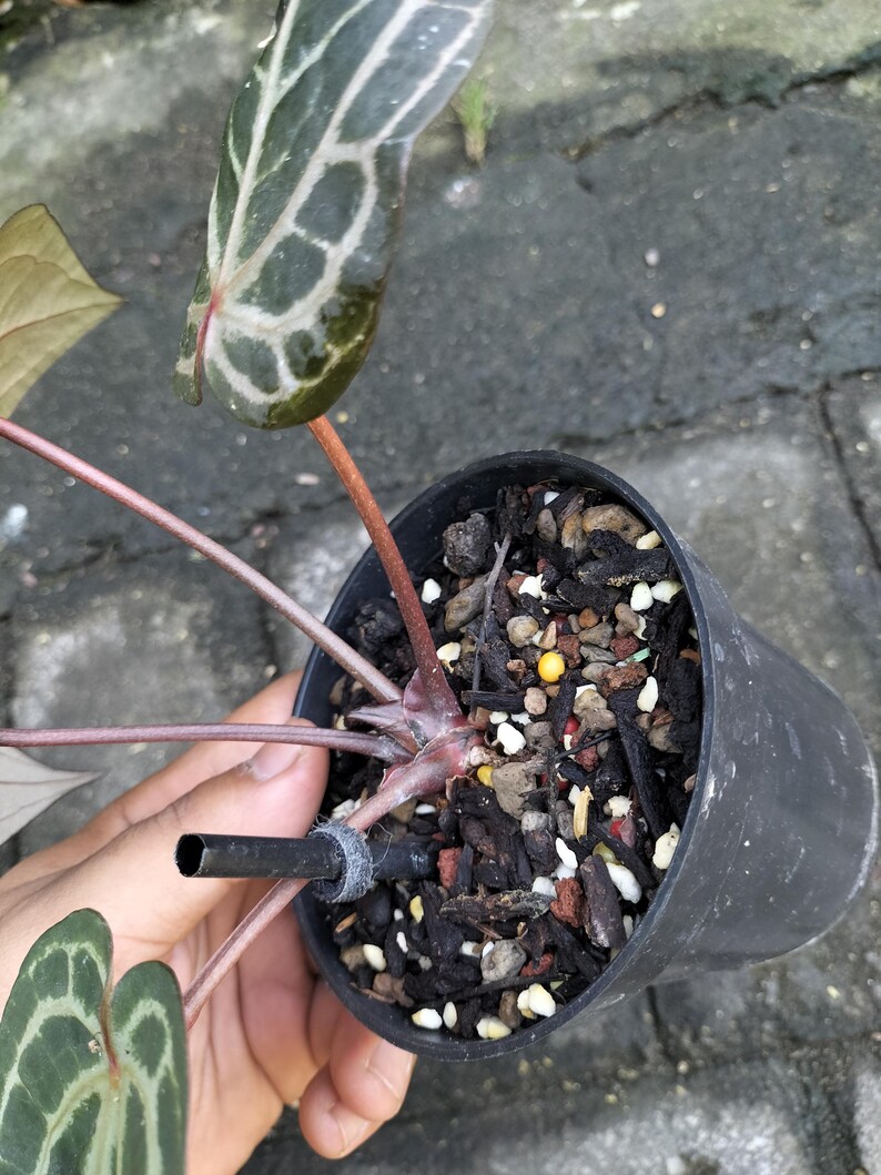 May include: A potted plant with dark green leaves featuring a unique pattern of light green veins. The plant is in a black plastic pot filled with soil and small rocks. A black tube is attached to the plant's stem.