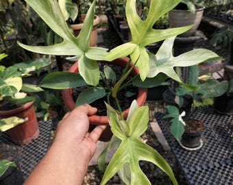 Philodendron Florida Beauty x Philodendron Ghost Mint Variegated Mature Unique Leaf Real Picture