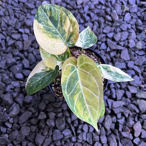 zz plant plant Rare ZZ Plant - Zamioculcas zamiifolia - Hardy House Plant main image 0