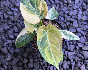 Anthurium King of Spades x Magna Variegated Leaf Plant – Rare Aroid Specimen