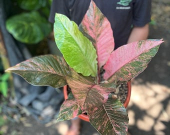 Anthurium Hookeri Pink Sweeta Variegated Plant | Real Picture Leaf