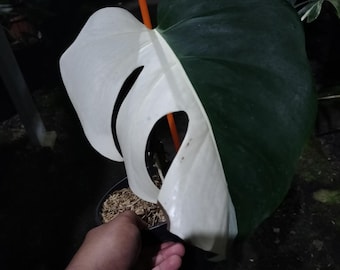 Monstera Albo Halfmoon Variegated One Leaf Real Picture