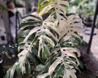 Monstera Albo White Tiger King Variegated Lush Leaf Beauty Leaf Real Picture