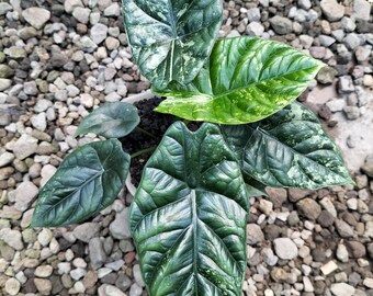 Alocasia Sinuata Variegated Real Picture
