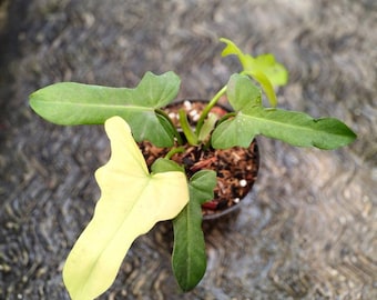 Philodendron Golden Dragon Mint Variegated Lush Leaf Live Plant