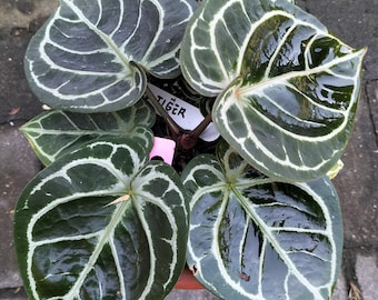 Anthurium Red Tiger Rown Form Size Large Real Picture Plant