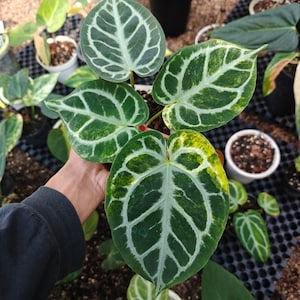 Anthurium Skg Silver - Etsy