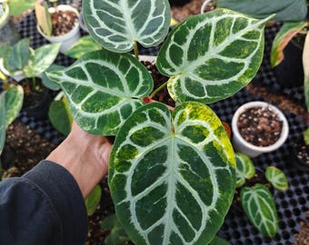 Anthurium Silver SKG Variegated Unique Rare Plant Real Picture