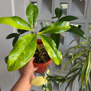 philodendron tortum standort Philodendron Tortum | Buy Online - Rare & Unique Indoor Plant |  Mygreenscape