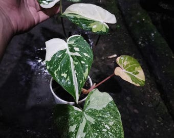 Philodendron Gloriosum Tricolor Variegated Medium Size Plant Leaf Live