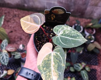 Live Anthurium Papillilaminum x Magnificum Variegated Plant
