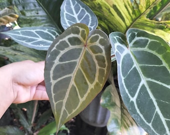 Anthurium Zara Michelle Red Steam Real Picture Plant Live