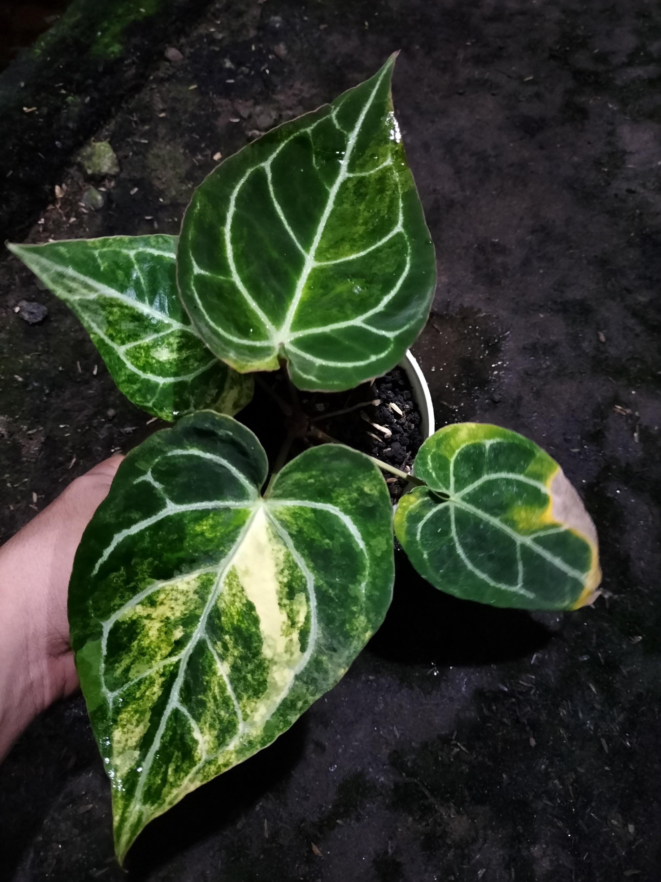 Anthurium variegated - Etsy 日本