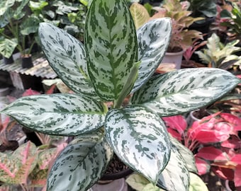 Plant Aglaonema Green Compacta Size Large Lush Leaf