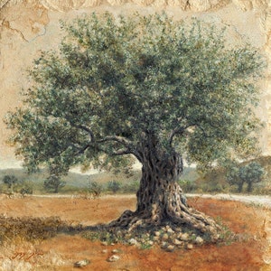 Ancient Olive Tree of the Galilee – Signed & Numbered Canvas Print, Olive Tree Wall Art – by Miki Karni