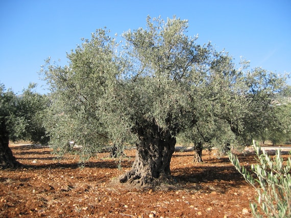kalium dnger thuja TerraDomi Herbstdnger Kali Dnger Kalium Dnger I Wurzelstrkung und  Pflanzenkrftigung  TerraDomi Onlineshop