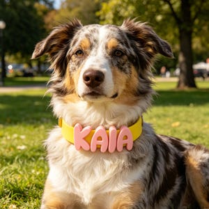 May include: A dog with a merle coat wearing a bright yellow collar featuring the name KAIA in raised, light pink, rounded block letters. The collar is secured around the neck of the dog, which has brown eyes and a mix of white, tan, and grey fur.