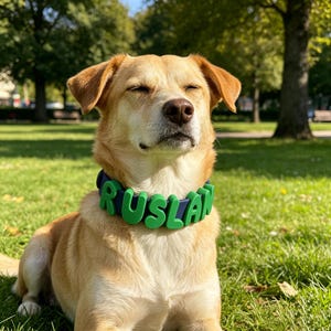 May include: A light tan dog with closed eyes wearing a dark blue collar featuring large, bright green, three-dimensional letters that spell out the name RUSLAN. The dog has short fur, floppy ears, and a brown nose, positioned in a grassy outdoor area.