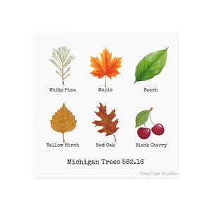 Michigan Trees Leaf ID Chart Magnet | Square Magnet
