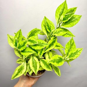 Variegated Devil's Backbone | Euphorbia tithymaloides | Lime Green Variegated Plant | Exact Plant