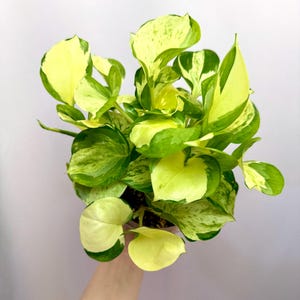 May include: A potted pothos plant featuring heart-shaped leaves with variegated patterns of bright lime green, creamy yellow, and deep forest green. The foliage is dense and bushy, with multiple stems growing upwards and outwards from the central pot.