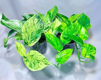 Marble Queen & Neon Queen Bundle | 4” Pots | Easy Care Houseplants | Live Plants
