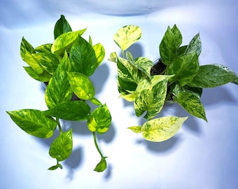 Marble Queen & Neon Queen Bundle | 4” Pots | Easy Care Houseplants | Live Plants