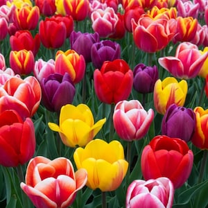 Pode incluir: Um close-up de um campo de tulipas multicoloridas. As flores, vermelhas, amarelas, rosas e roxas, estão em plena floração, com folhas verdes ao fundo. A imagem captura a diversidade de cores e a beleza das tulipas.