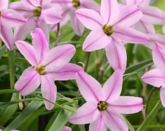 Bulbi di Ipheion Uniflorum Charlotte Bishop rosa primaverile – Fiori