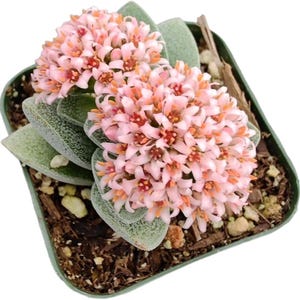 Crassula Morgan's Beauty levande suckulent | 5 cm krukväxt