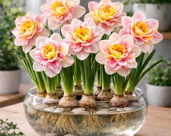 Pre-Chilled Daffodil Bulbs - Spring Empress Indoor Forcing, Winter Bloom Flowers