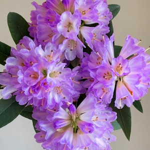 Rhododendron Seeds - Etsy