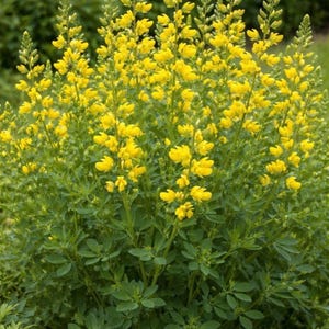 Peut inclure: Un arbuste luxuriant de fleurs jaunes et de feuilles vertes. Les fleurs sont regroupées sur de longues tiges, créant un contraste avec le feuillage vert. La plante est en pleine floraison, affichant sa couleur jaune vif.