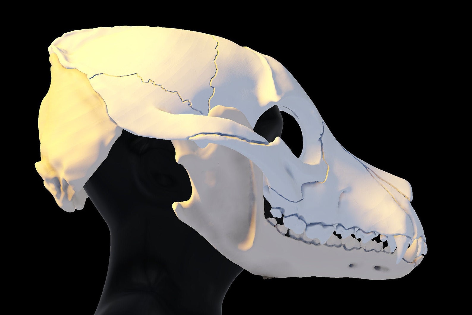 Custom Articulated Canine Skull Mask Etsy
