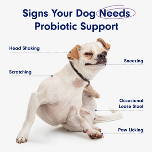 Op de afbeelding: Een lichte hond die zich krabt, met tekst die wijst op tekenen dat probiotische ondersteuning nodig is. De tekst bevat "Head Shaking", "Scratching", "Sneezing", "Occasional Loose Stool" en "Paw Licking".
