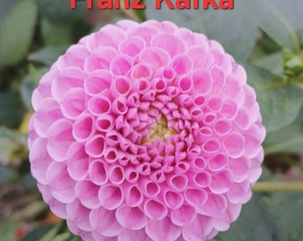 Dahlia seeds flowers garden flowers autumn flowers 7 seeds