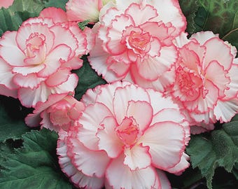 Witte en rode picotee-begonia - 3 knollen