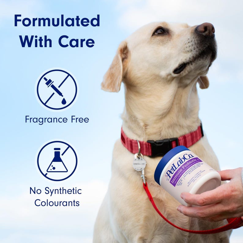 Op de afbeelding: Een lichtgekleurde Labrador Retriever met een rode halsband en riem. De hond kijkt omhoog. Een wit en blauw bakje met PetLabCo Immune Probiotic wordt in de buurt van de hond gehouden. Tekst: "Geformuleerd met zorg", "Geurvrij" en "Geen synthetische kleurstoffen".