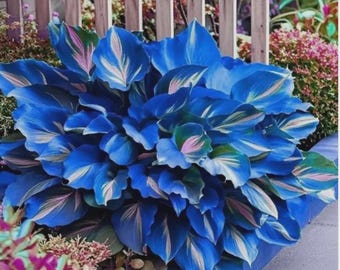Más de 100 semillas de hosta azul y blanca, follaje perenne para jardines de sombra.