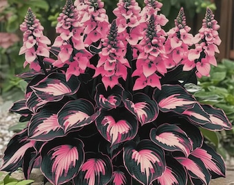Graines d'hosta rose noire : plante d'ombrage vivace rare - 200 sans OGM