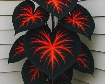 Red Black Hosta Seeds 120+ – Plante vivace de jardin d'ombre