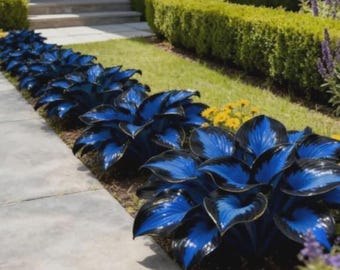 350+ zwartblauwe hostazaden om te planten, vaste plant hartvormige schaduw