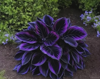 Graines d'hosta naine pourpre foncé - 300 pcs vivaces d'ombre pour pots et bordures