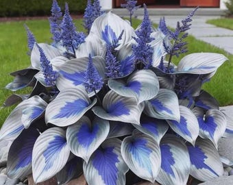 Semi di Hosta bianchi e blu – Oltre 200 piante perenni da ombra