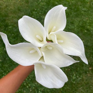 Könnte beinhalten: Ein Strauß aus fünf weißen Calla-Lilien mit glatten, trompetenförmigen Blütenblättern und markanten zentralen Kolben. Die Blumen sind in einem Bündel angeordnet und zeigen ihre geschwungenen, eleganten Formen und die leuchtend weiße Farbe.