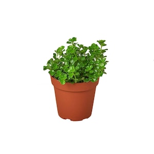 May include: A small, green leafy plant in a terracotta-colored pot. The plant has many small, round leaves and is densely packed. The pot is a simple, round shape with a slightly flared rim. The background is plain white.