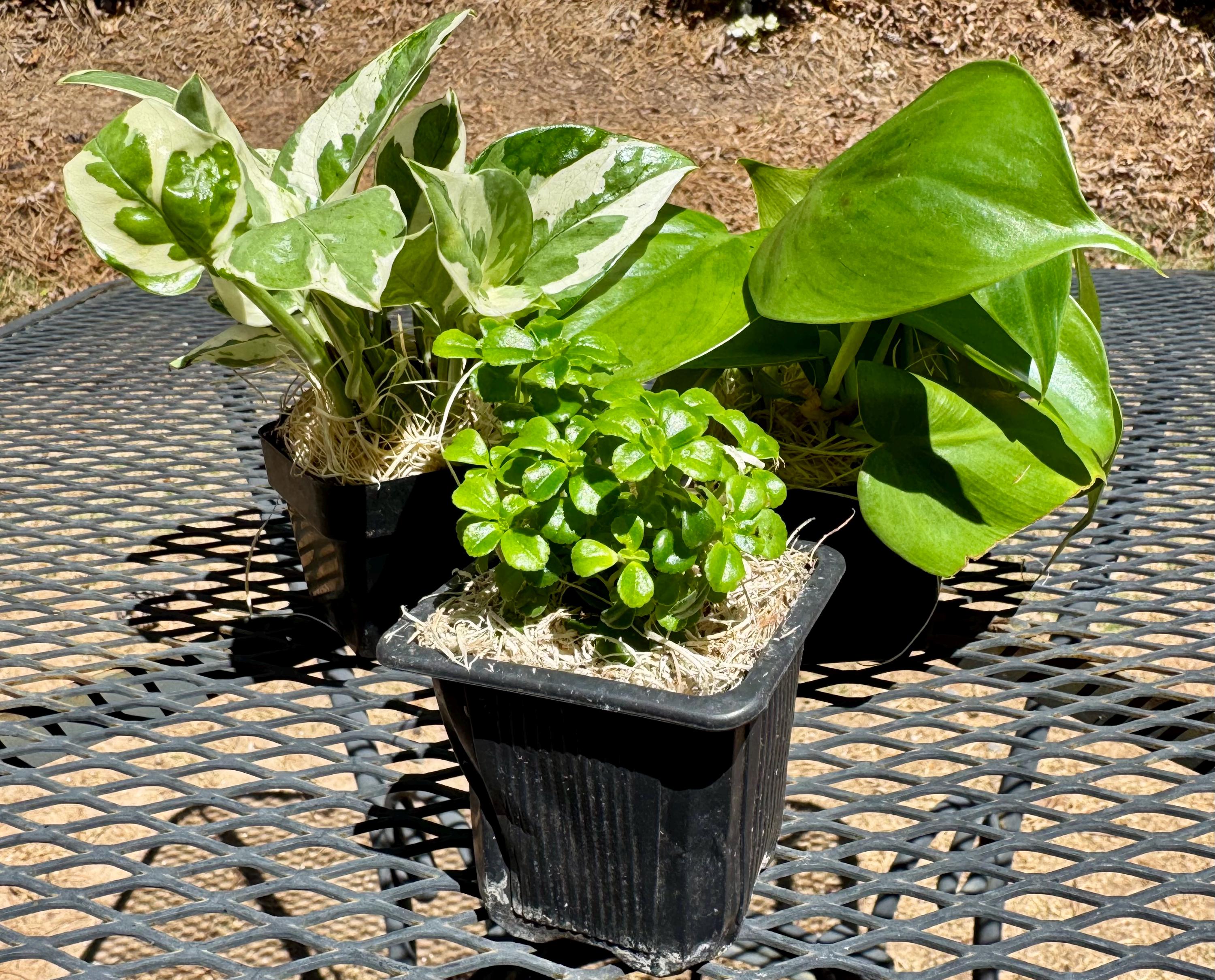 pro-mix potting soil Pro-Mix