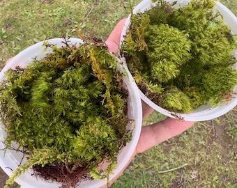 Live Moss | Variety Pack - 3+ types