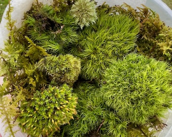 Live Moss | Variety Pack - 3+ types