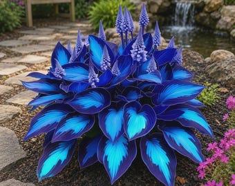 Blue Black Hosta Live Plant | Rare Shade Perennial Ornamental Garden 3 Bulbs | Foliage Decor